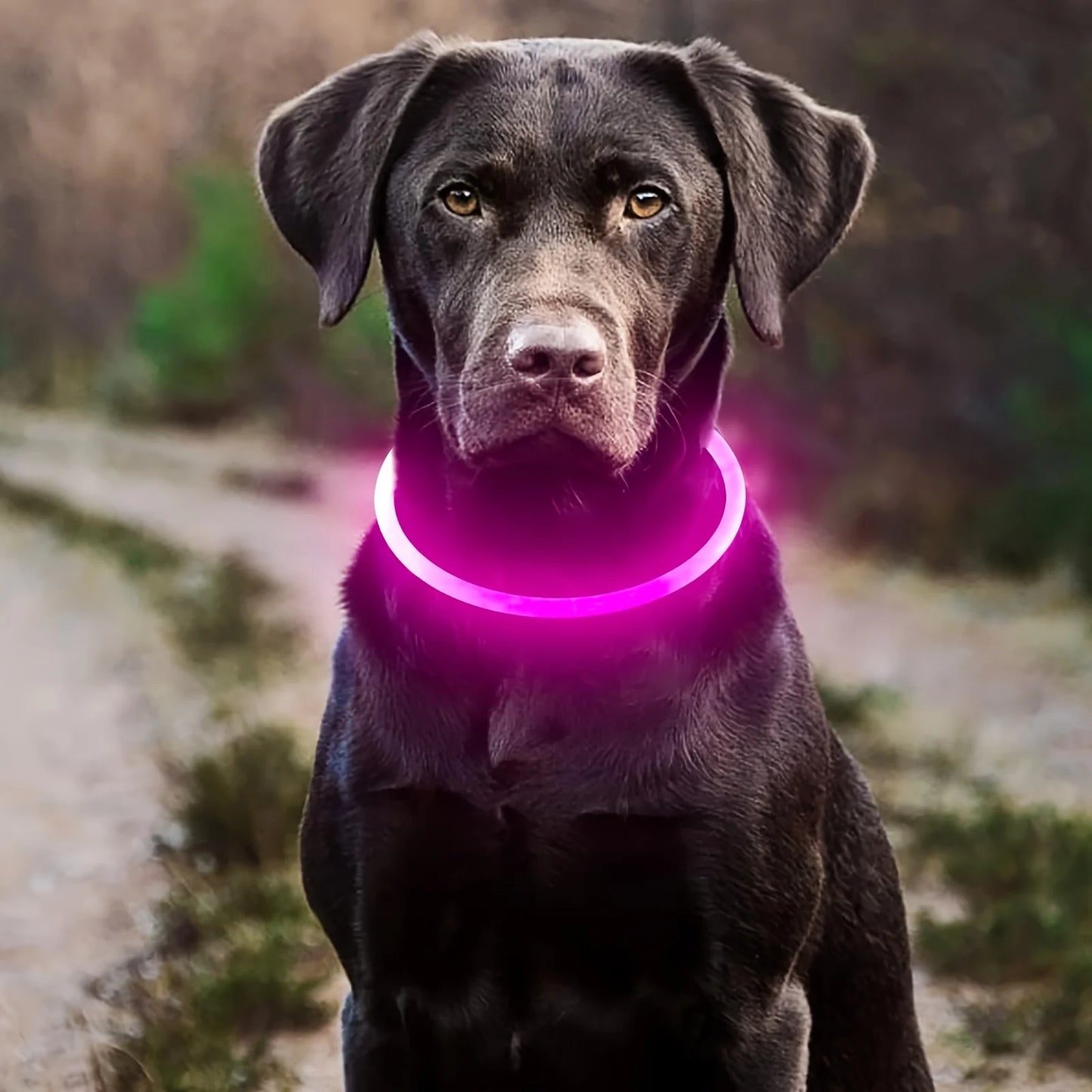LED Dog Collar