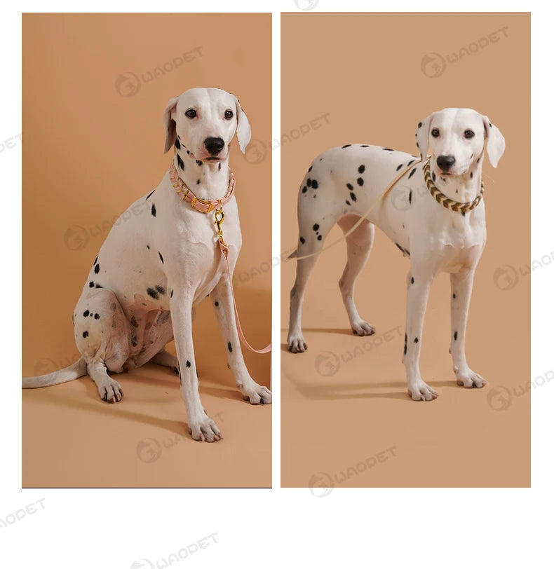Dog Fashion Collar