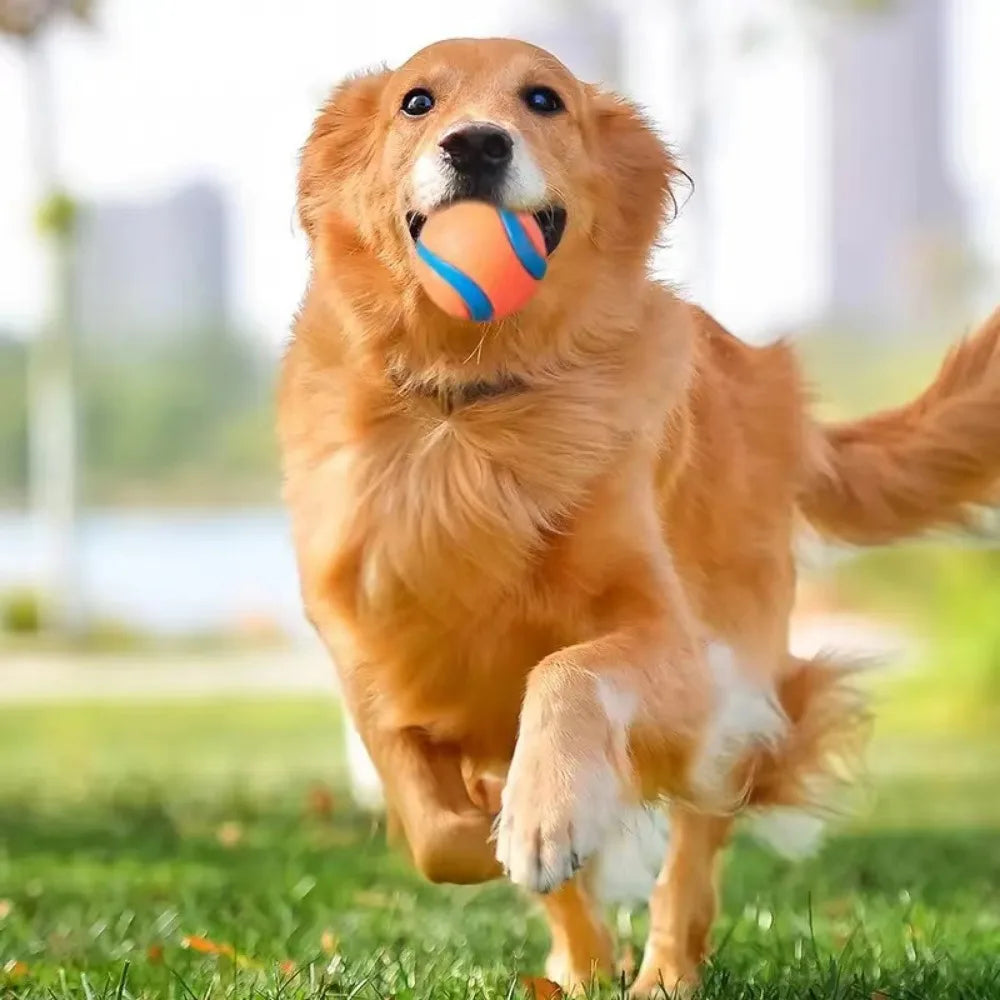 Toy Fetch Ball