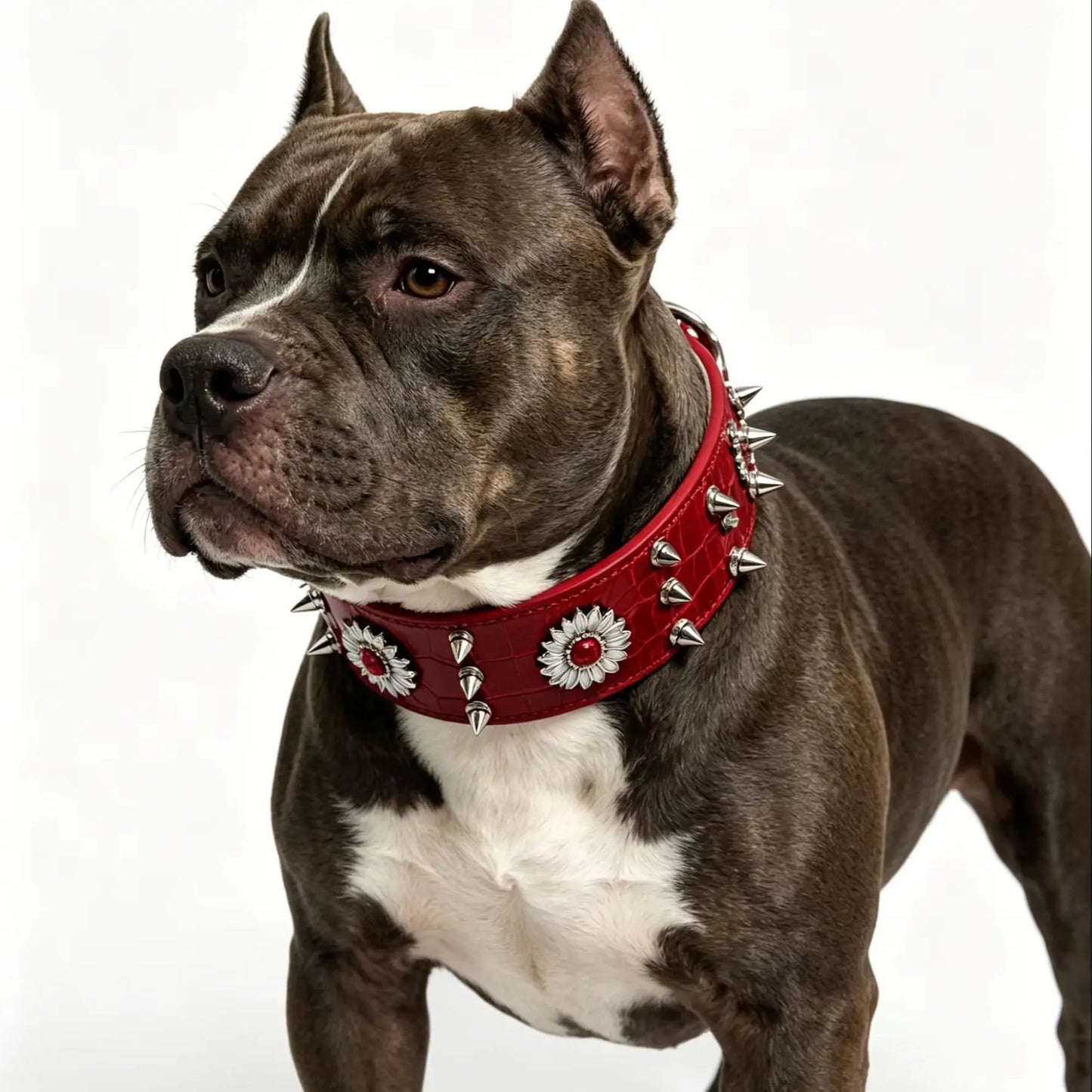 Rivet Dog Collar