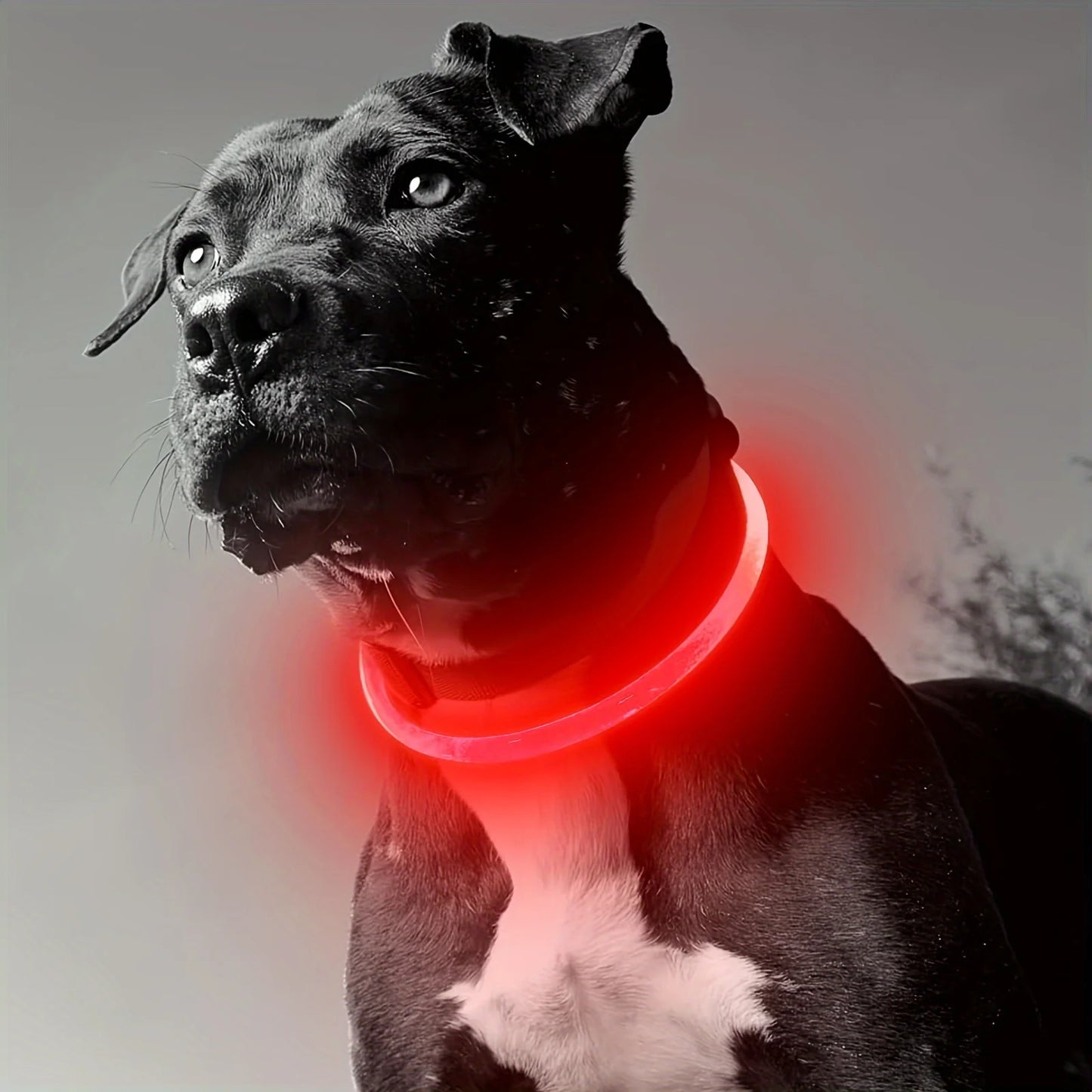 LED Dog Collar
