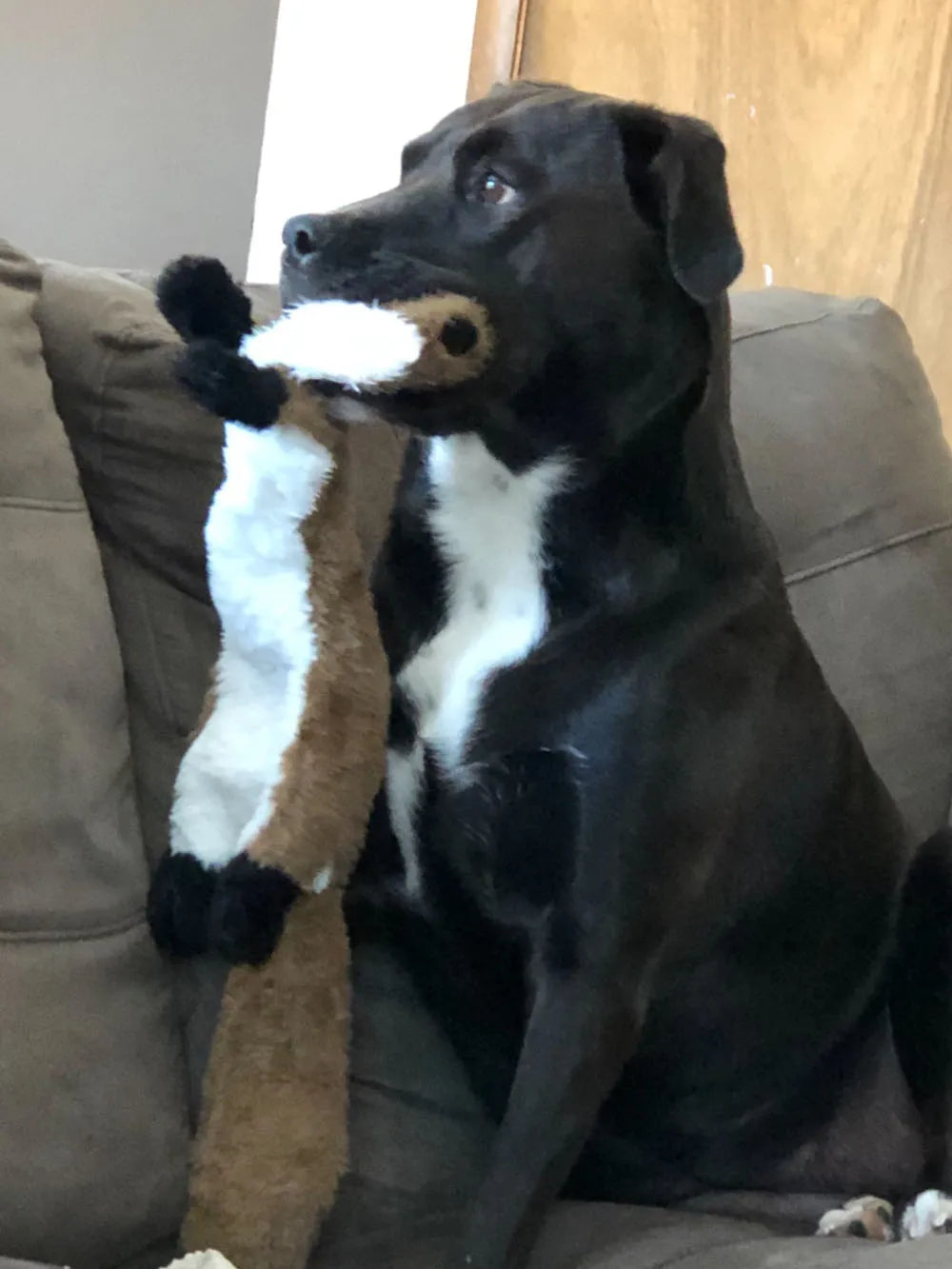 Animal Dog Toy No Stuffing