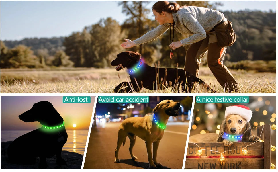 LED Dog Collar