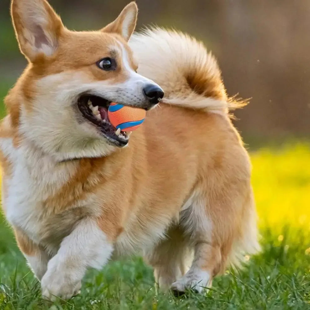 Toy Fetch Ball