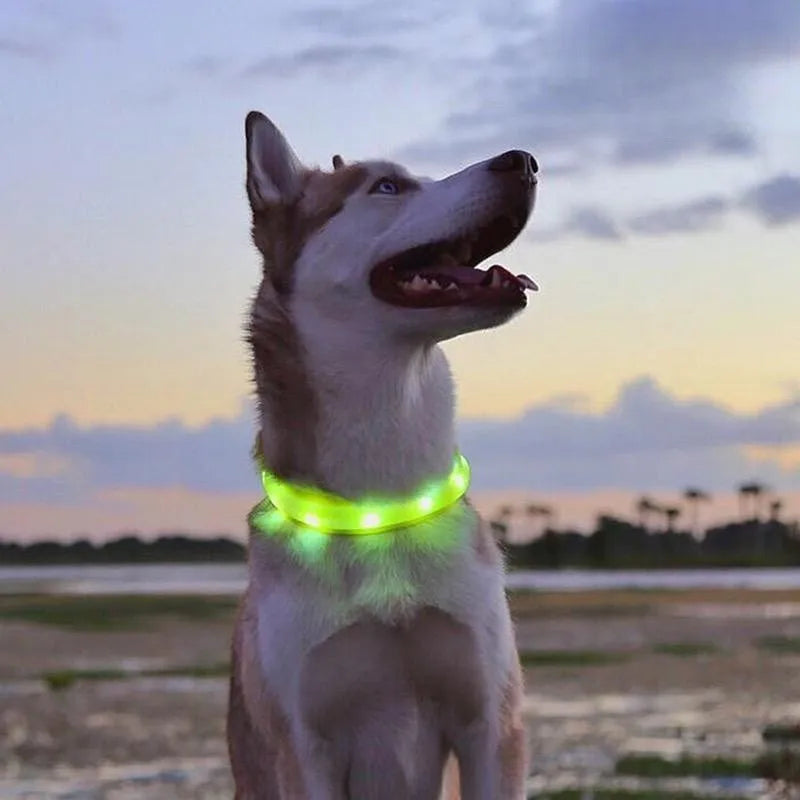 LED Dog Collar